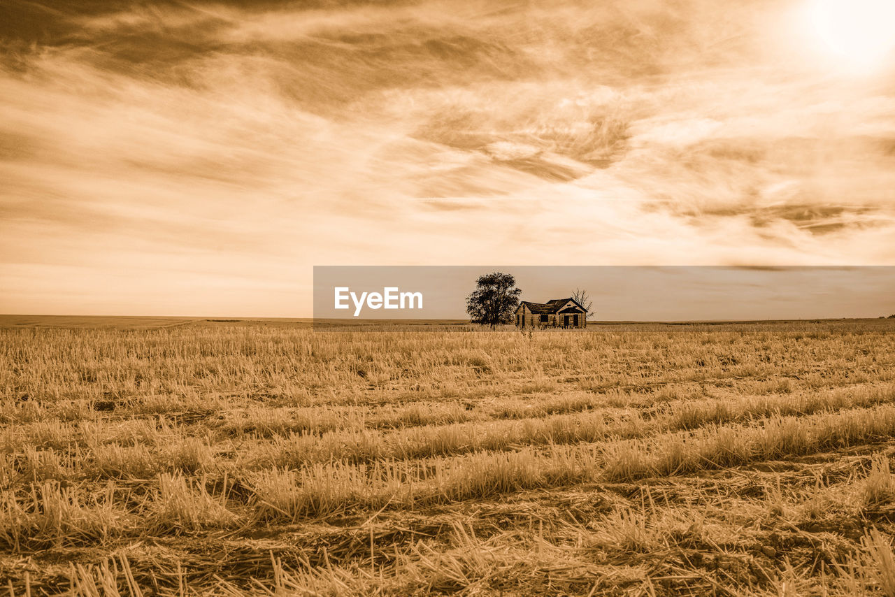 Scenic view of agricultural field against sky during sunset