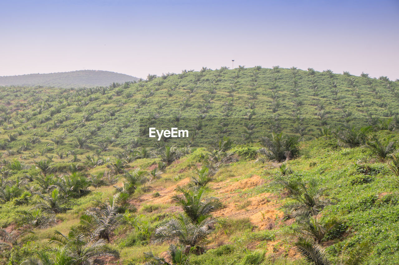 Scenic view of field against clear sky