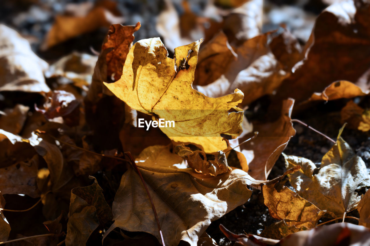 leaf, plant part, autumn, tree, dry, plant, nature, leaves, branch, no people, beauty in nature, close-up, land, day, outdoors, maple leaf, sunlight, fragility, falling, brown, orange color, natural condition, yellow, leaf vein, field, tranquility, macro photography, autumn collection, selective focus, focus on foreground, high angle view