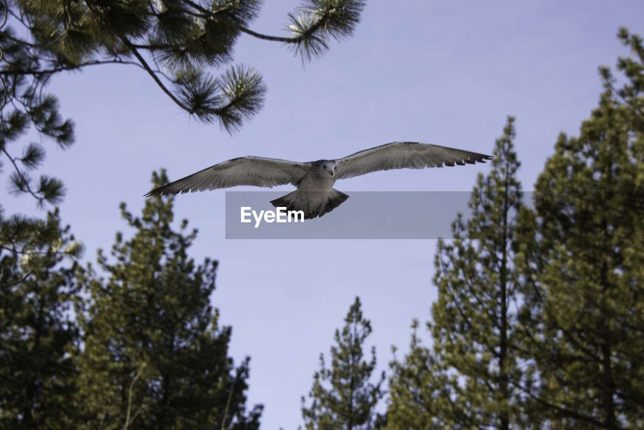 LOW ANGLE VIEW OF BIRD FLYING AGAINST SKY