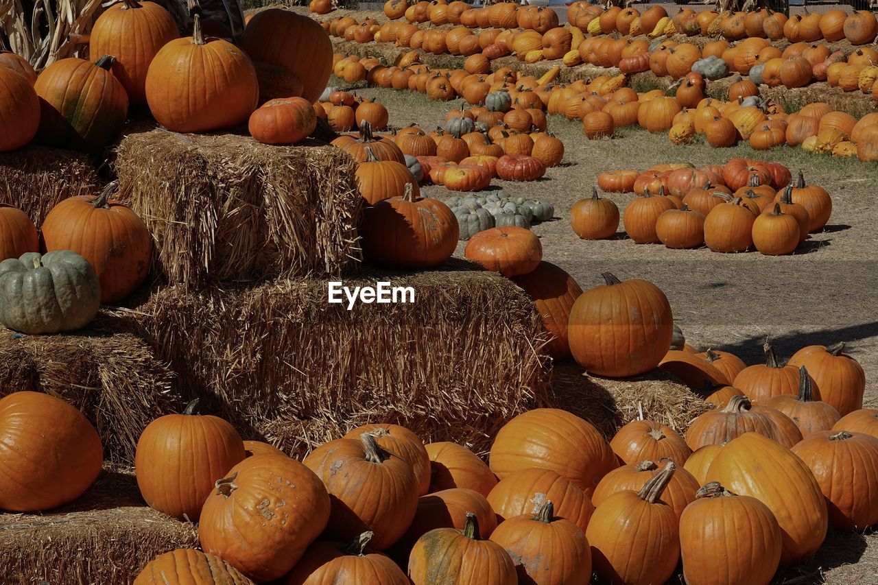 Hundreds of pumpkins are gathered together and stacked on hay in a pumpkin patch.