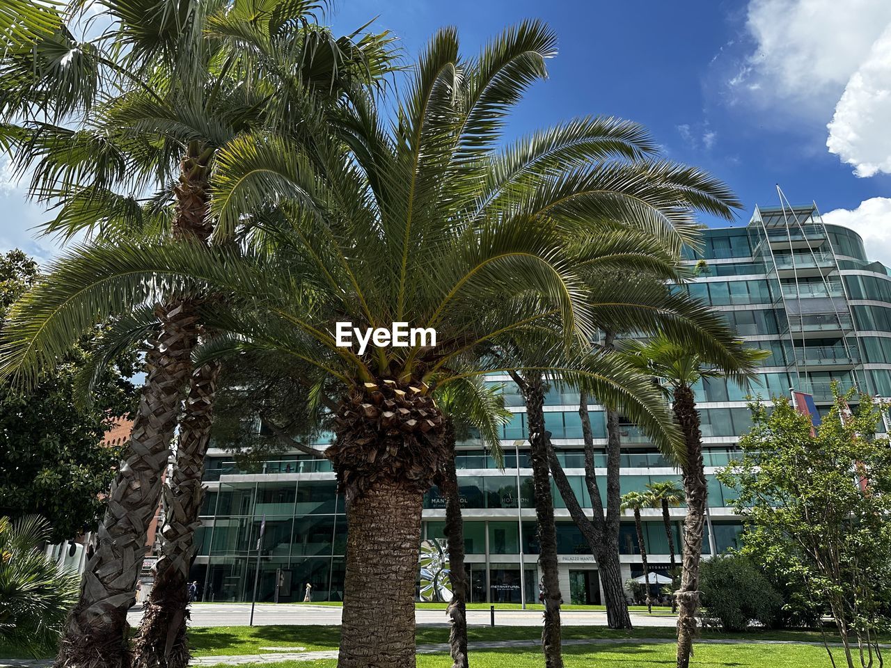 tree, plant, palm tree, tropical climate, architecture, building exterior, nature, built structure, sky, growth, no people, city, building, outdoors, day, cloud, grass, travel destinations, date palm tree, green
