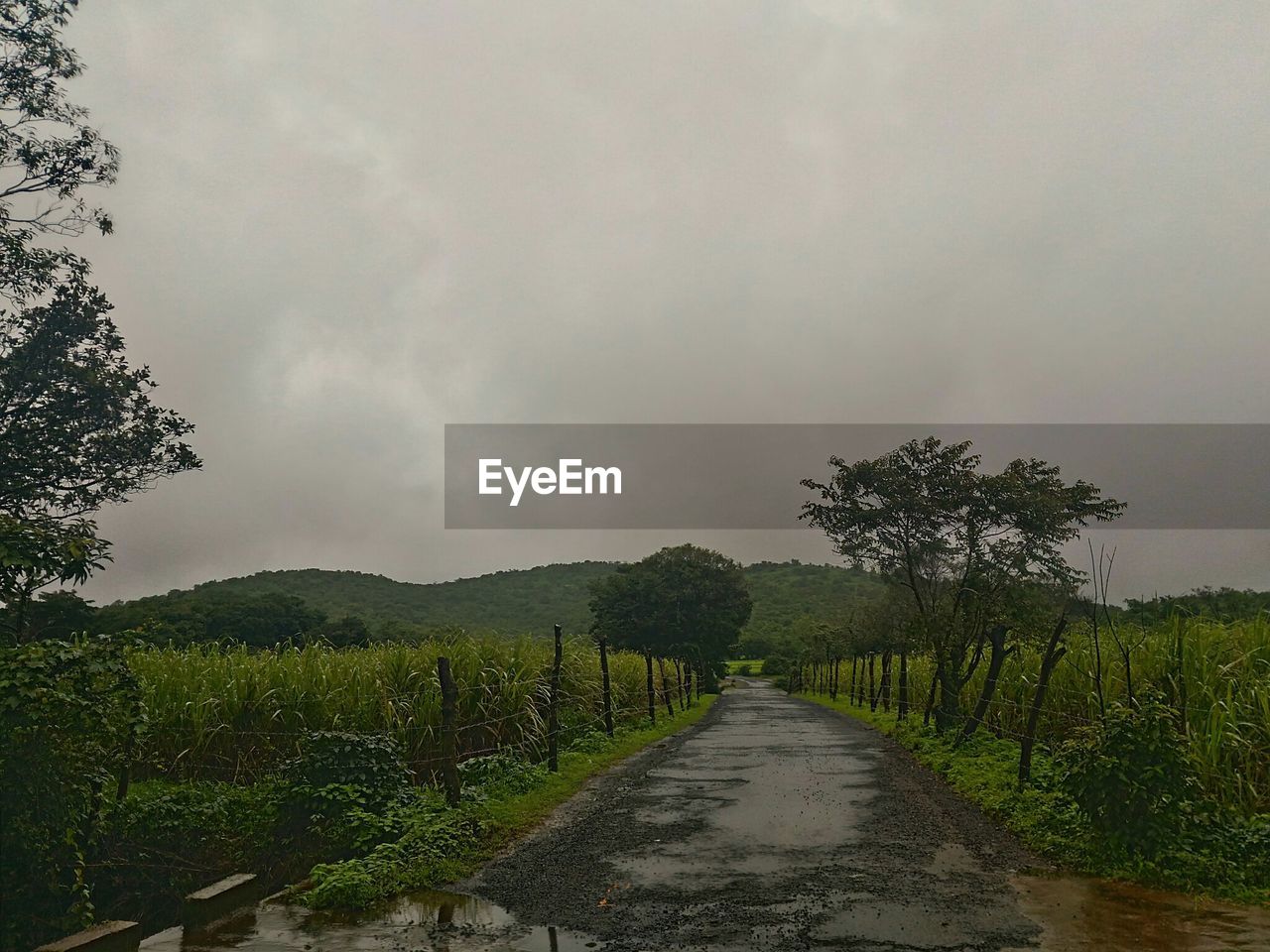 VINEYARD AGAINST SKY