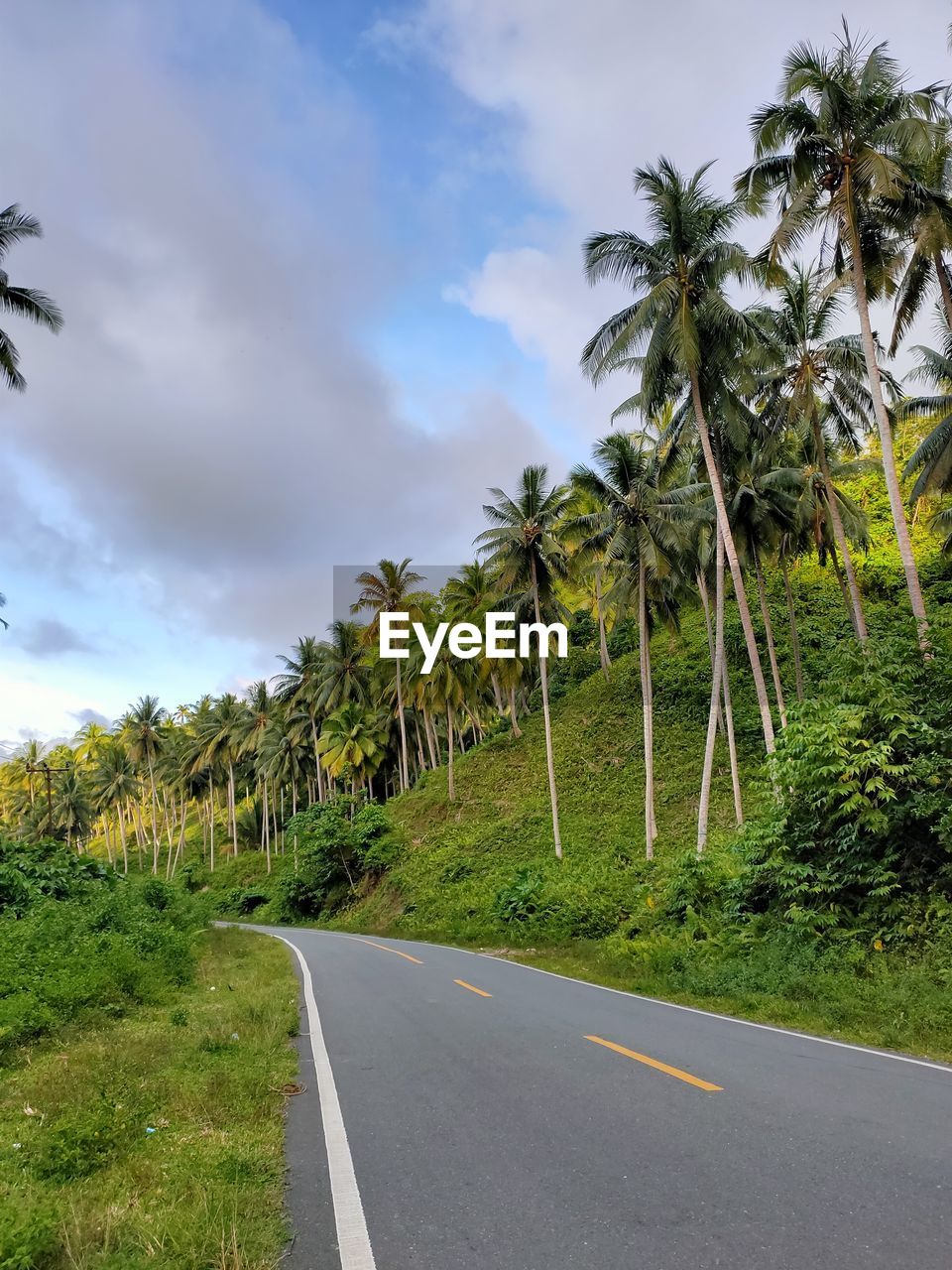 plant, tree, road, tropical climate, sky, palm tree, cloud, nature, transportation, environment, land, beauty in nature, landscape, no people, travel, scenics - nature, grass, travel destinations, green, outdoors, the way forward, tranquility, coconut palm tree, day, symbol, vegetation, non-urban scene, sign, tourism, tropical tree, tranquil scene, street, rural area, road marking, island, trip, vacation, growth, holiday, diminishing perspective, idyllic, rural scene