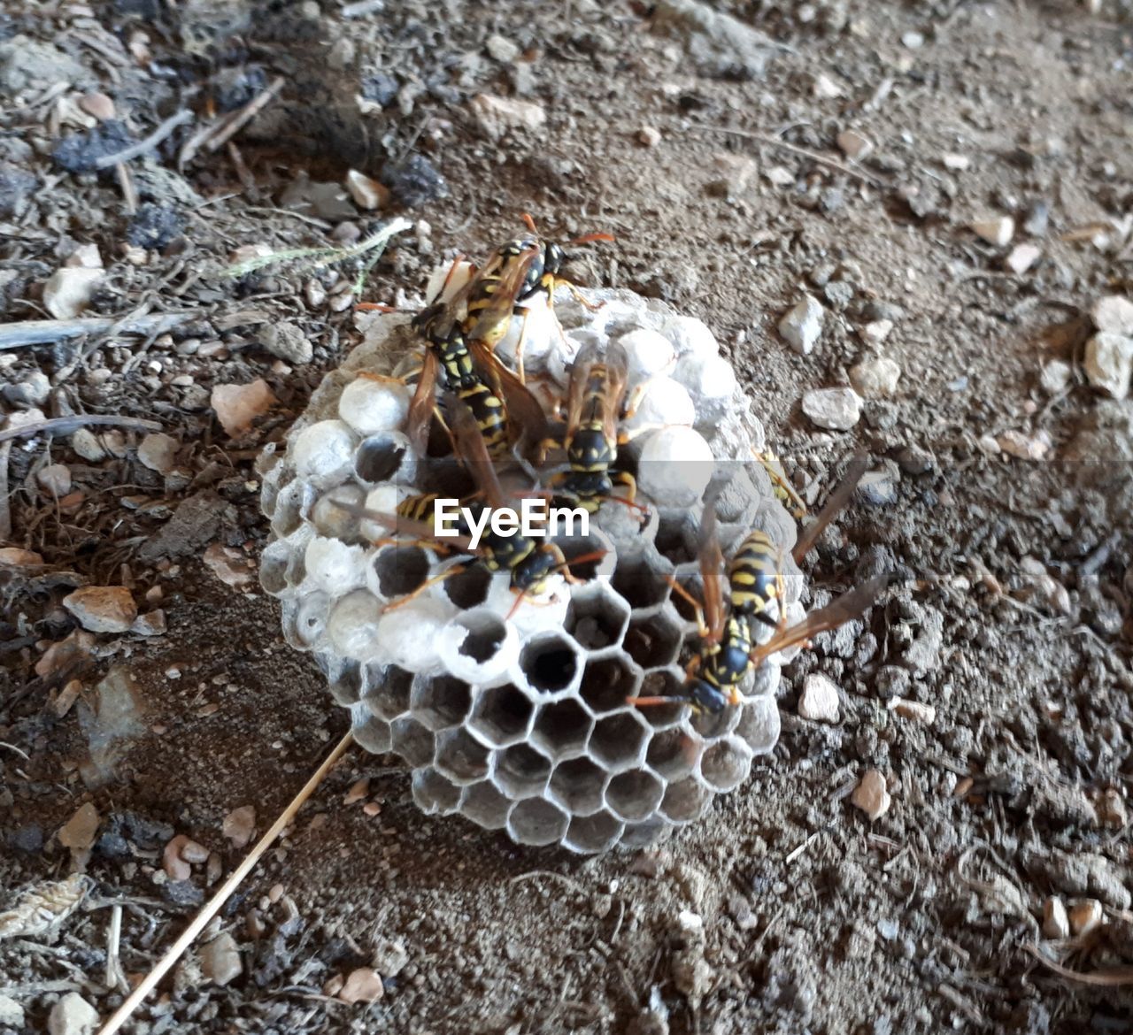CLOSE-UP OF BEE ON NEST