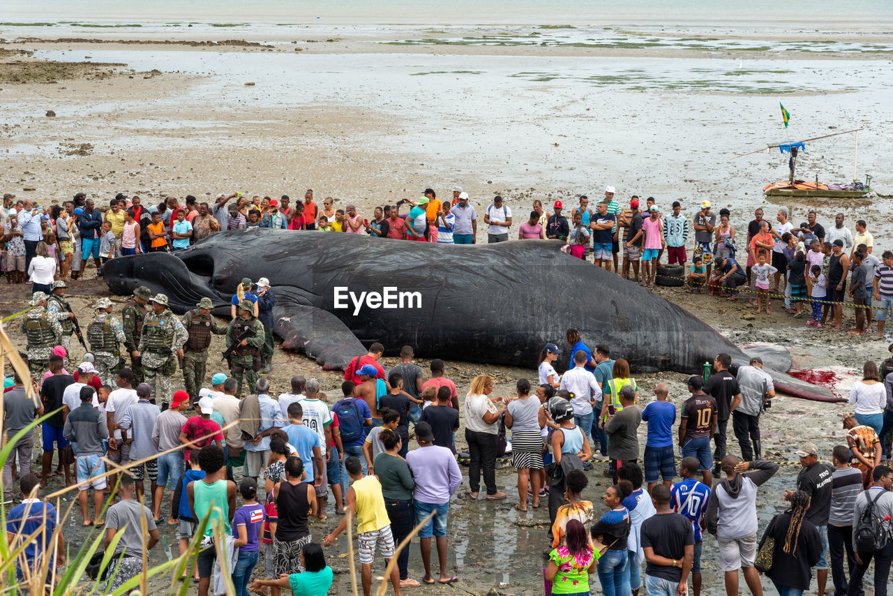 Dozens of onlookers are seen watching a dead humpback whale calf on coutos beach