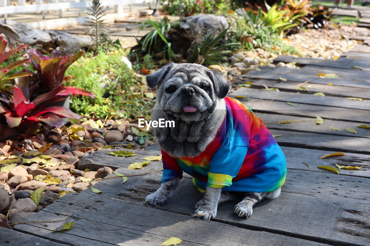 portrait of dog