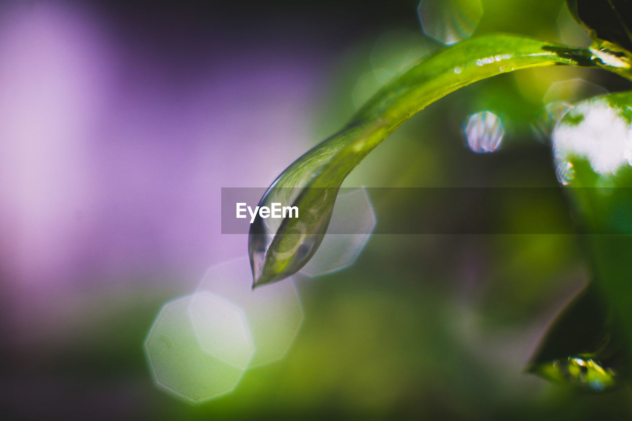 Close-up of raindrops on purple flower