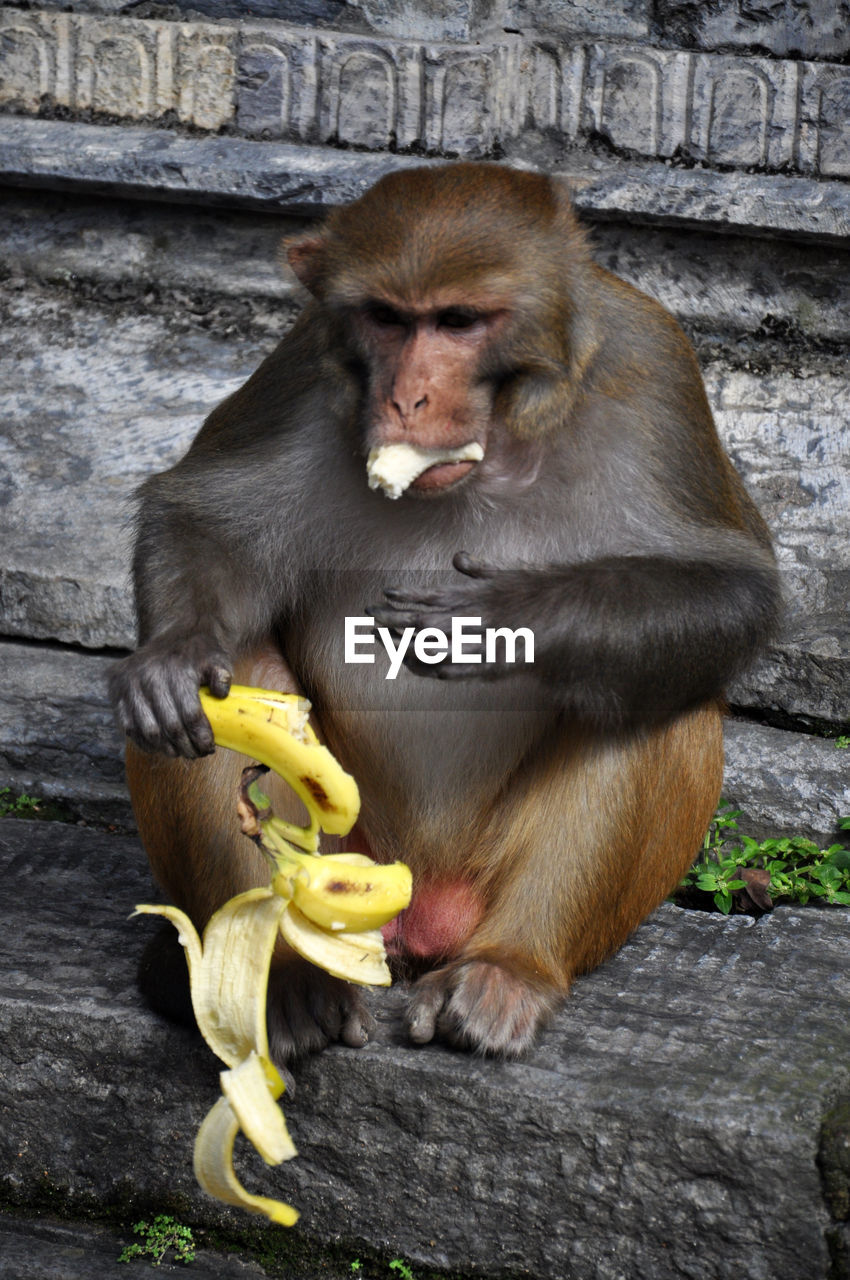 Full length of monkey eating banana at temple