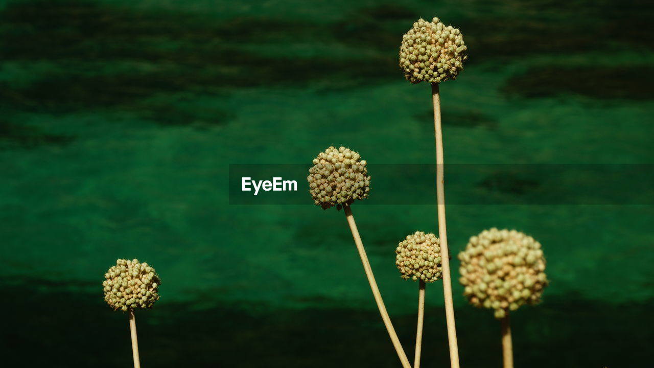 Close-up of flowers growing against sea