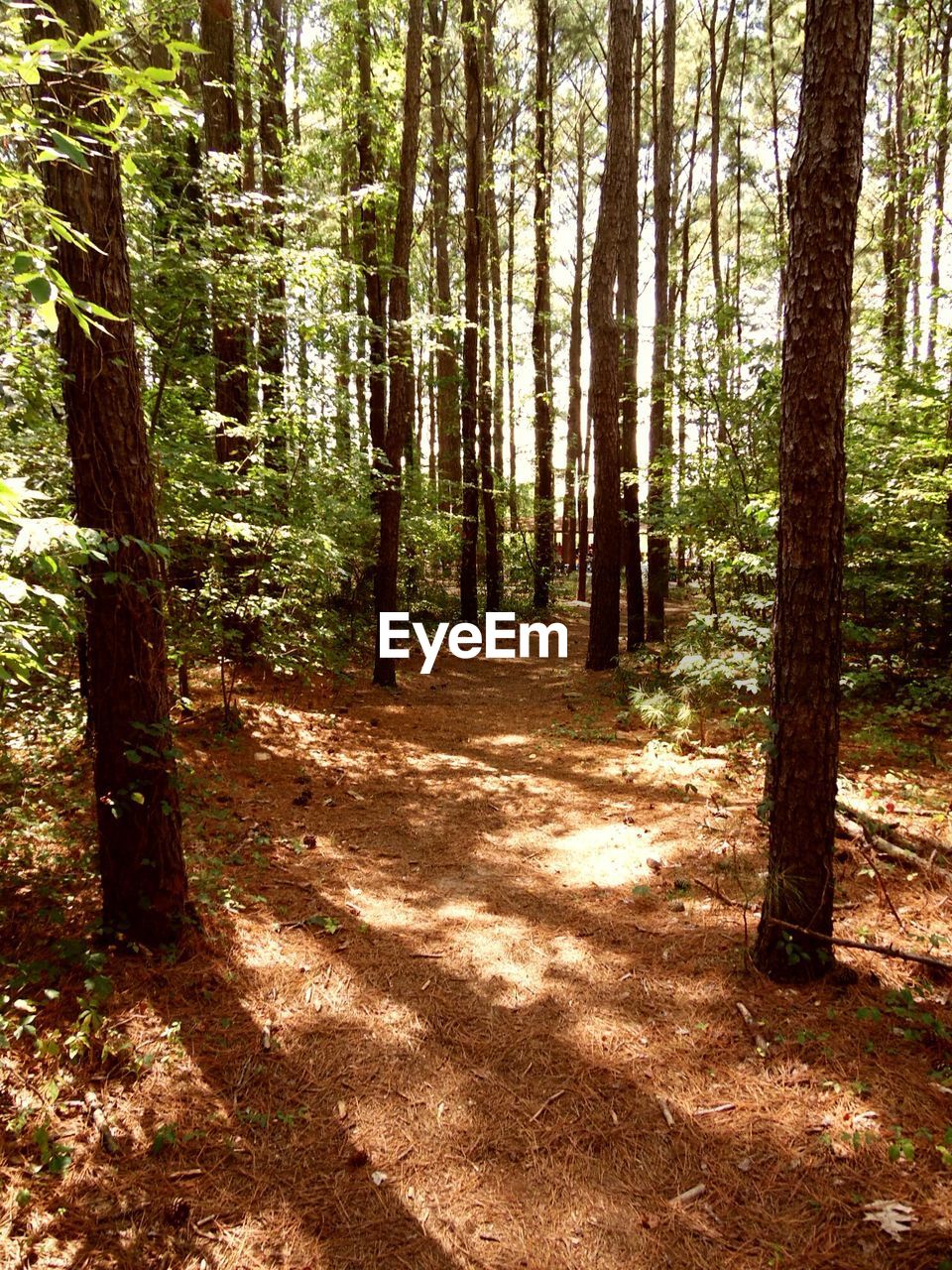 VIEW OF TREES IN FOREST