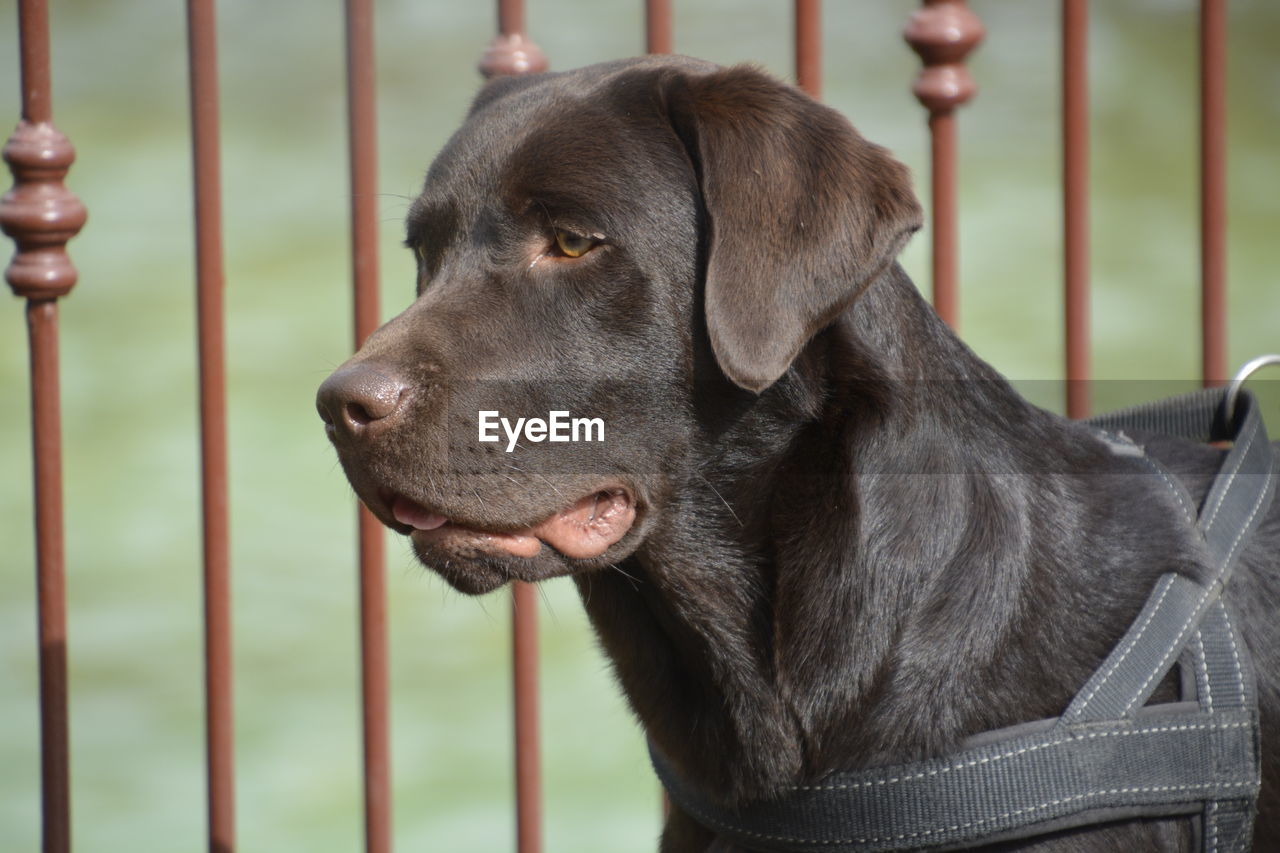 Close-up of dog looking away