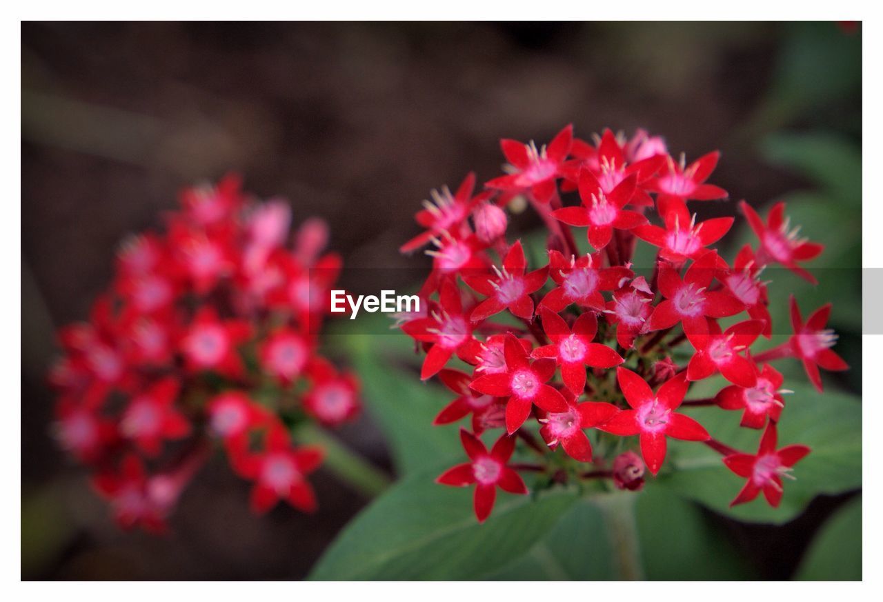 RED FLOWERS BLOOMING OUTDOORS