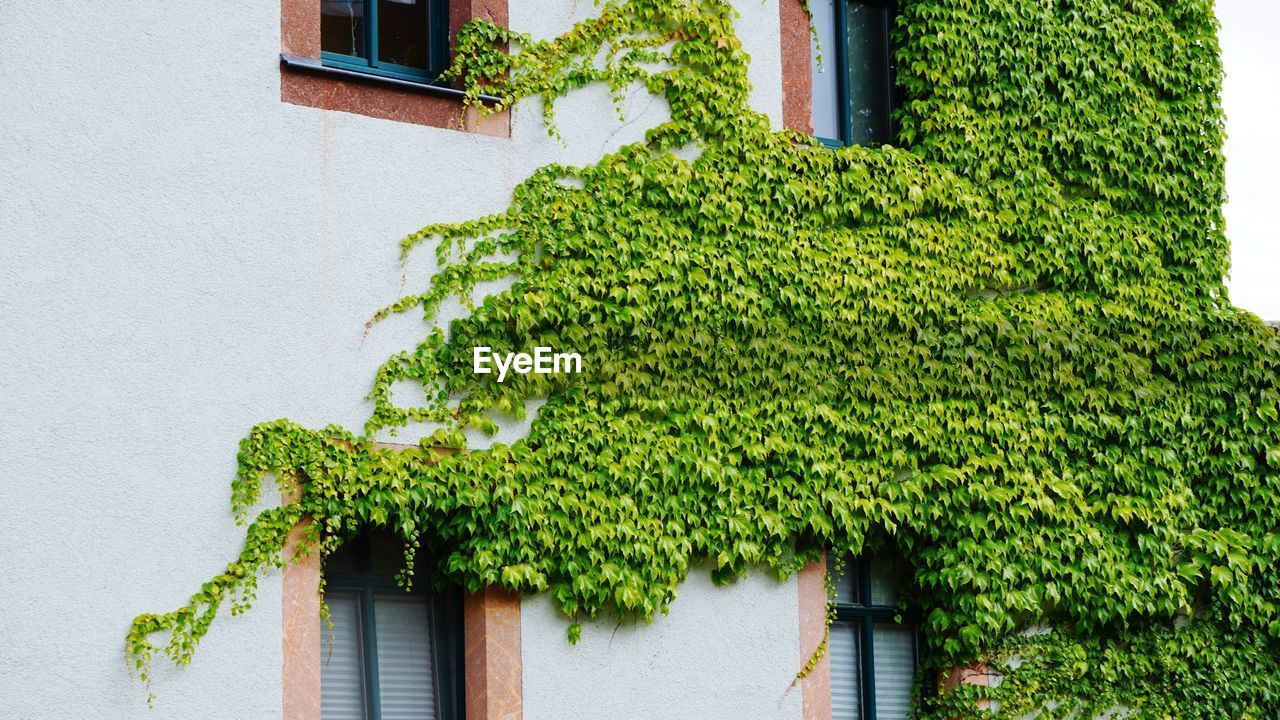 Close-up of ivy growing on tree in front of building