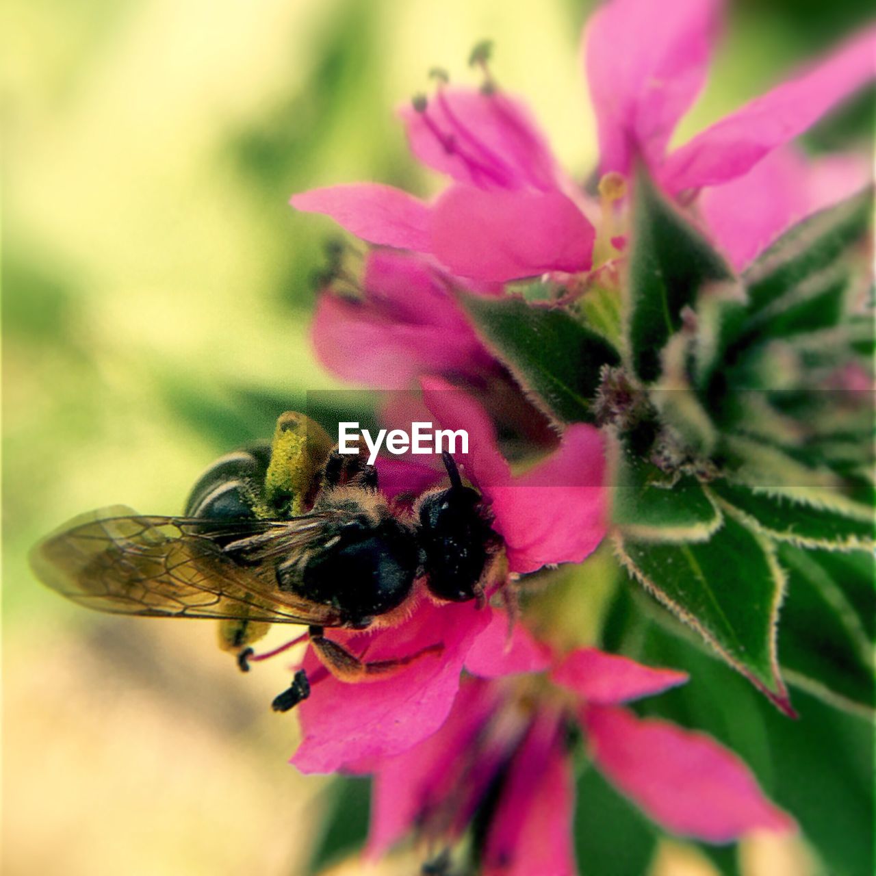 Close-up of bees perching on pink flowers