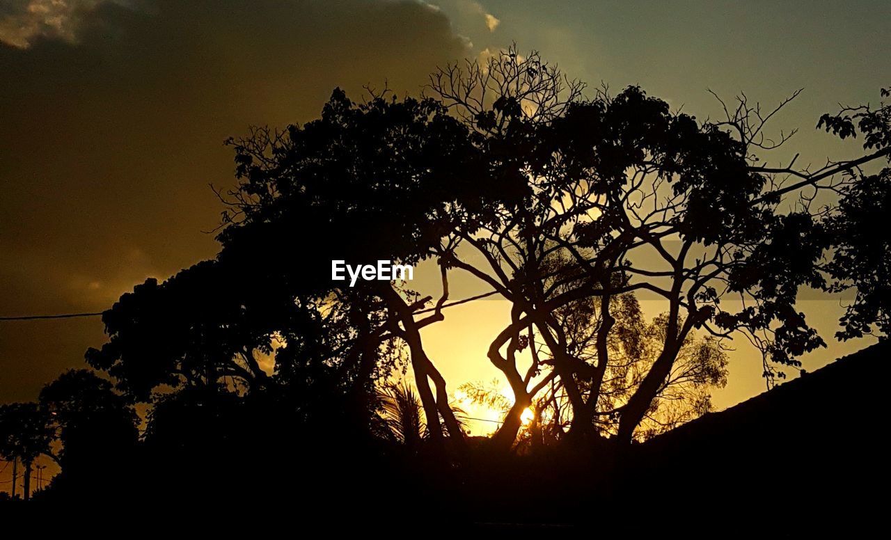 LOW ANGLE VIEW OF SILHOUETTE TREE AGAINST SKY