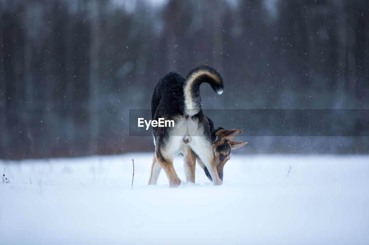 DOG ON SNOW