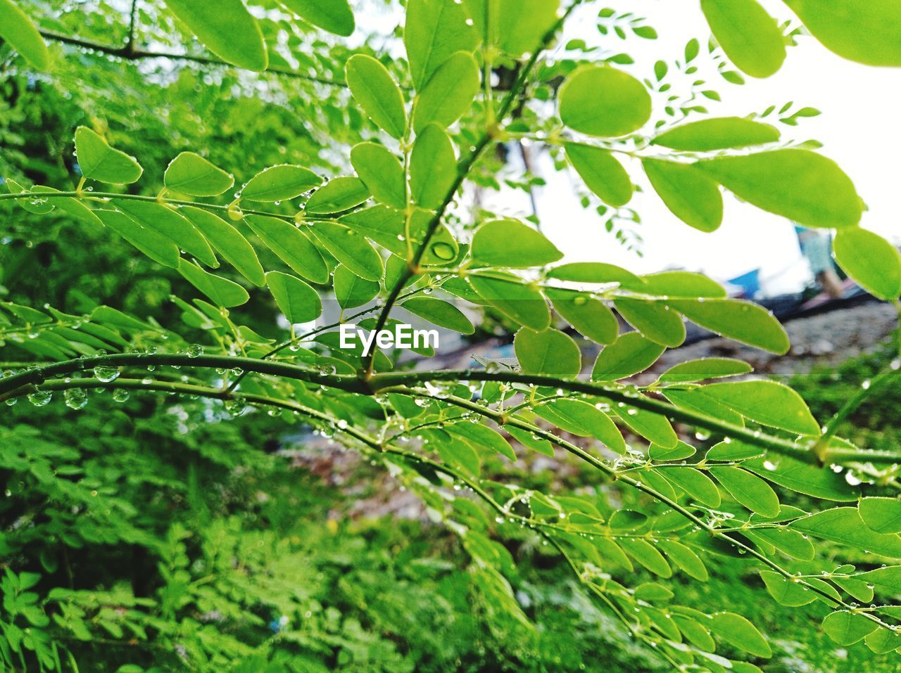 CLOSE-UP OF FRESH GREEN LEAVES ON PLANT