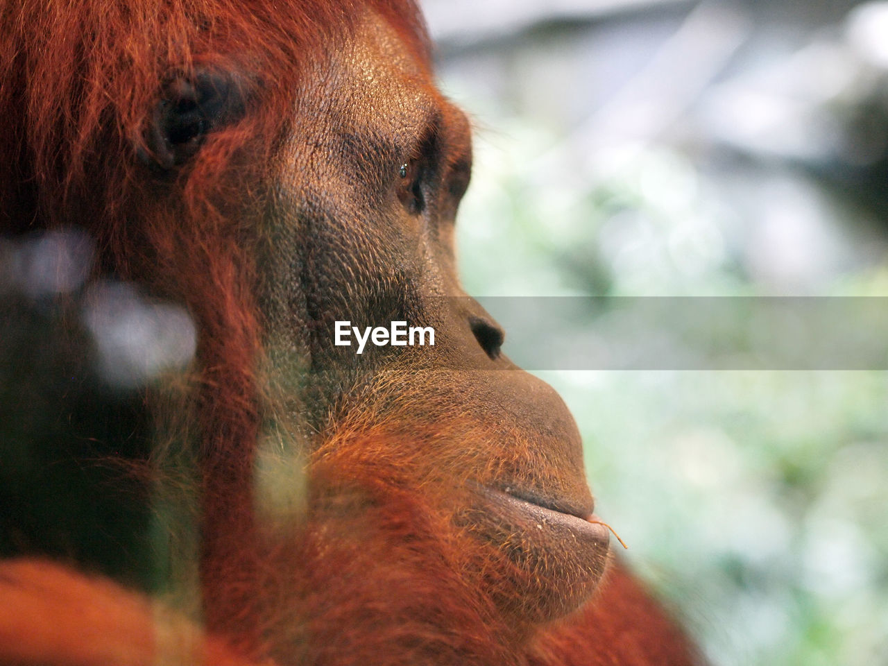 Orangutan, female face portrait, great ape native to indonesia rainforest of borneo and sumatra.