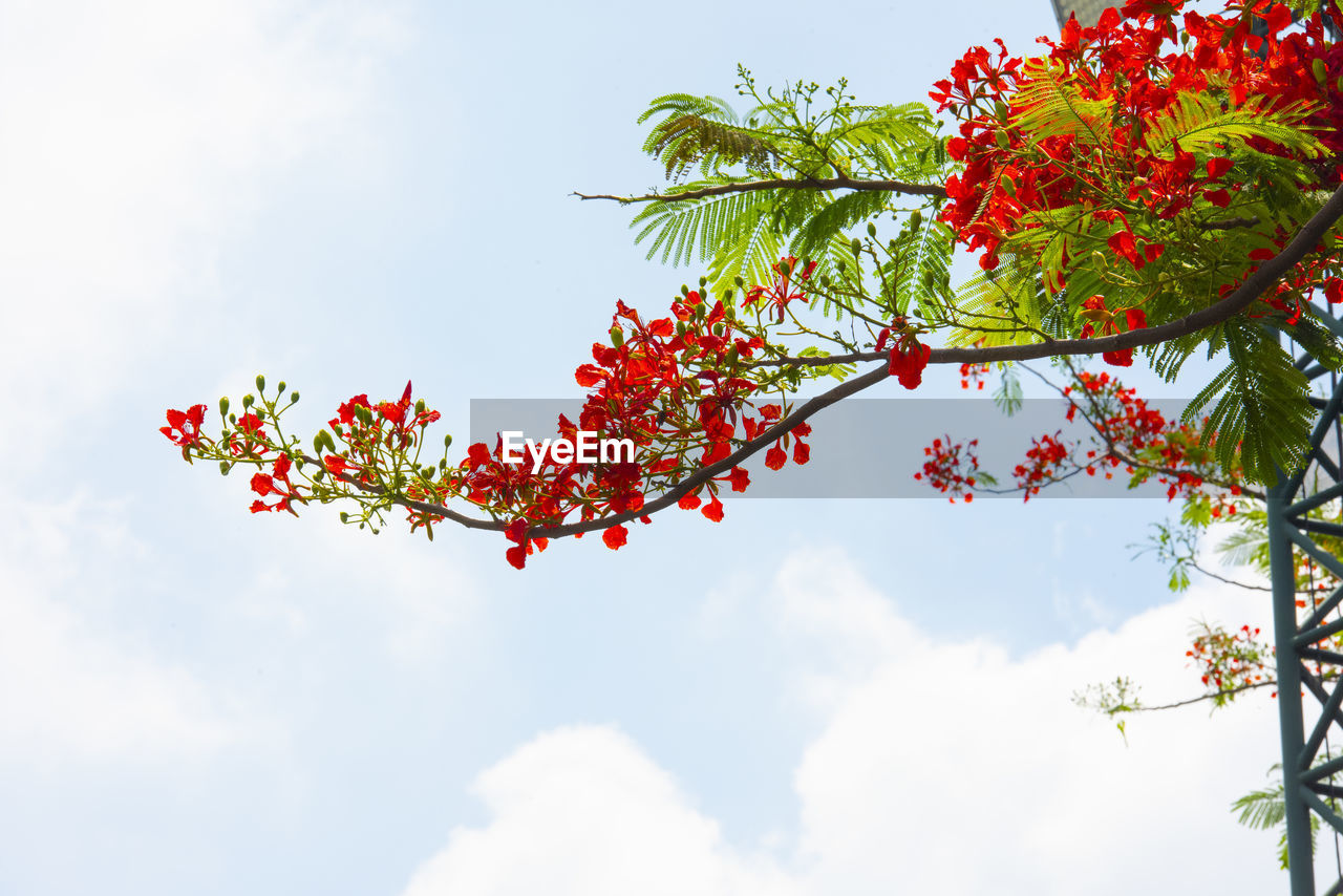 plant, sky, tree, nature, flower, branch, leaf, red, blossom, beauty in nature, cloud, plant part, fruit, low angle view, food and drink, no people, growth, outdoors, food, freshness, day, healthy eating, flowering plant, autumn, sunlight, environment, produce, shrub, springtime, rowan