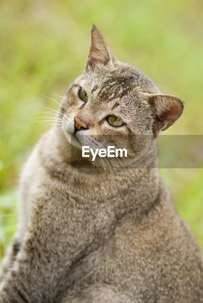 CLOSE-UP OF TABBY CAT LOOKING AWAY OUTDOORS