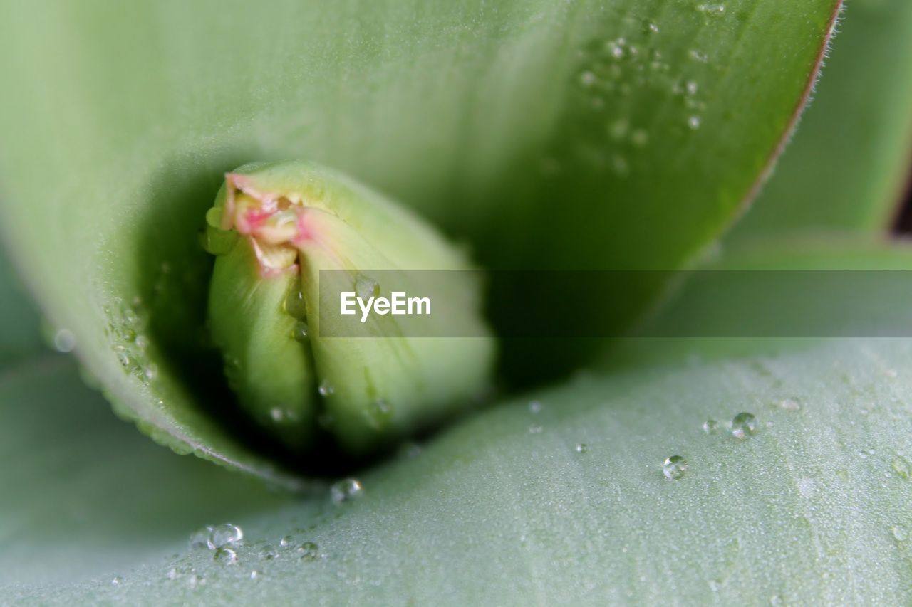 CLOSE-UP OF LEAVES