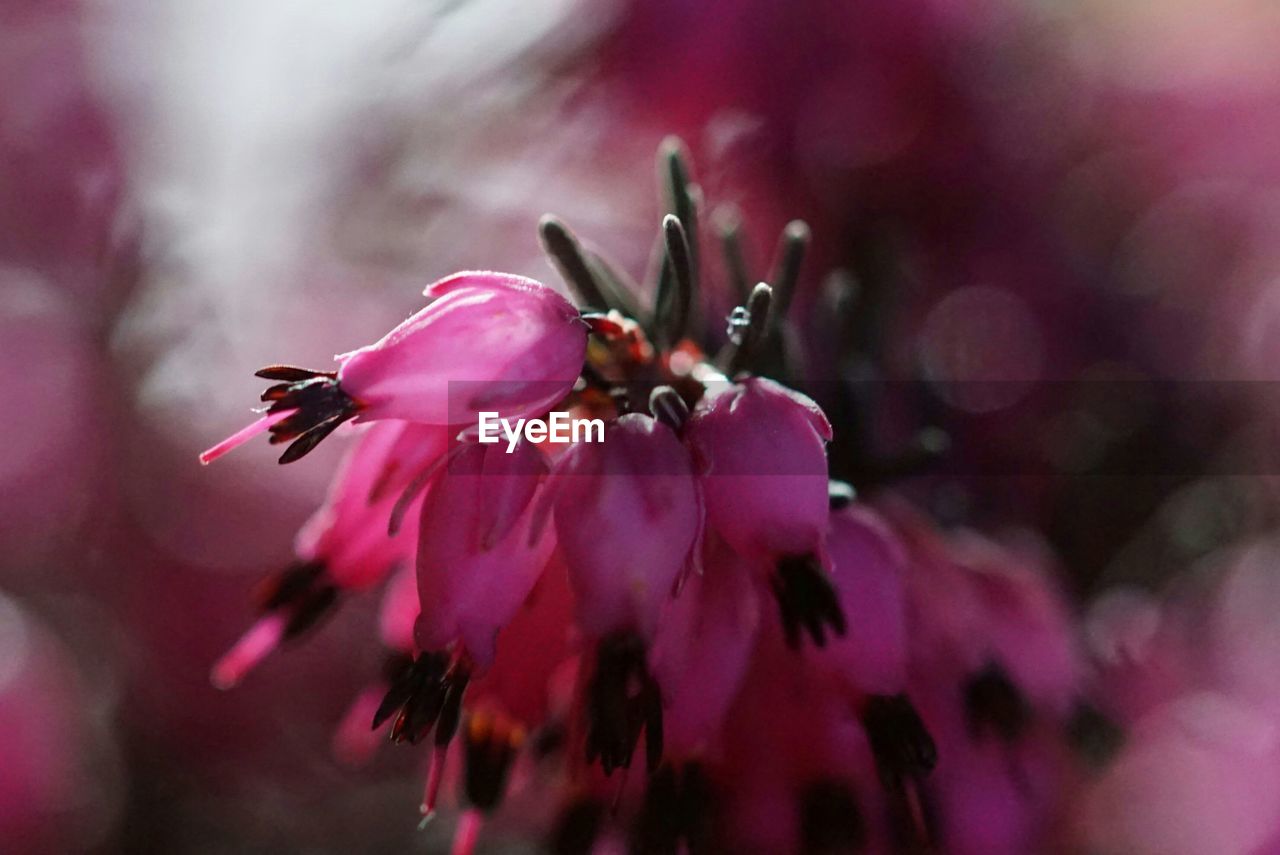 Close-up of pink buds