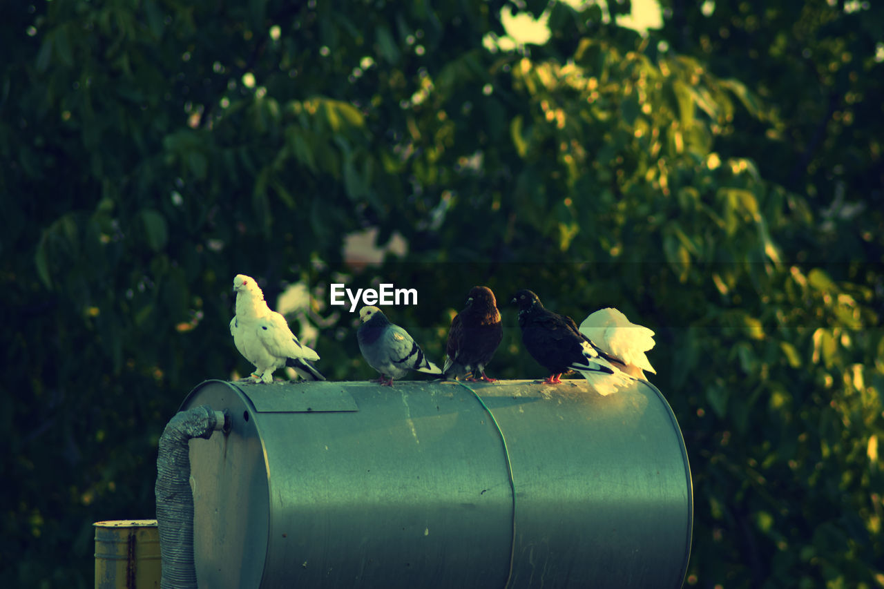 Birds perching on metal storage tank against tree