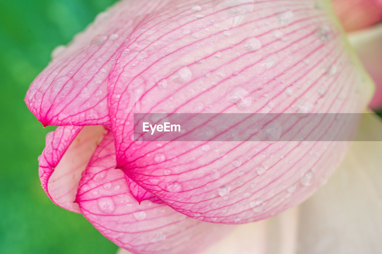 pink, flower, close-up, petal, freshness, plant, macro photography, leaf, flowering plant, beauty in nature, focus on foreground, nature, growth, purple, fragility, hand, outdoors, one person, extreme close-up, springtime, plant stem, bud, selective focus, day