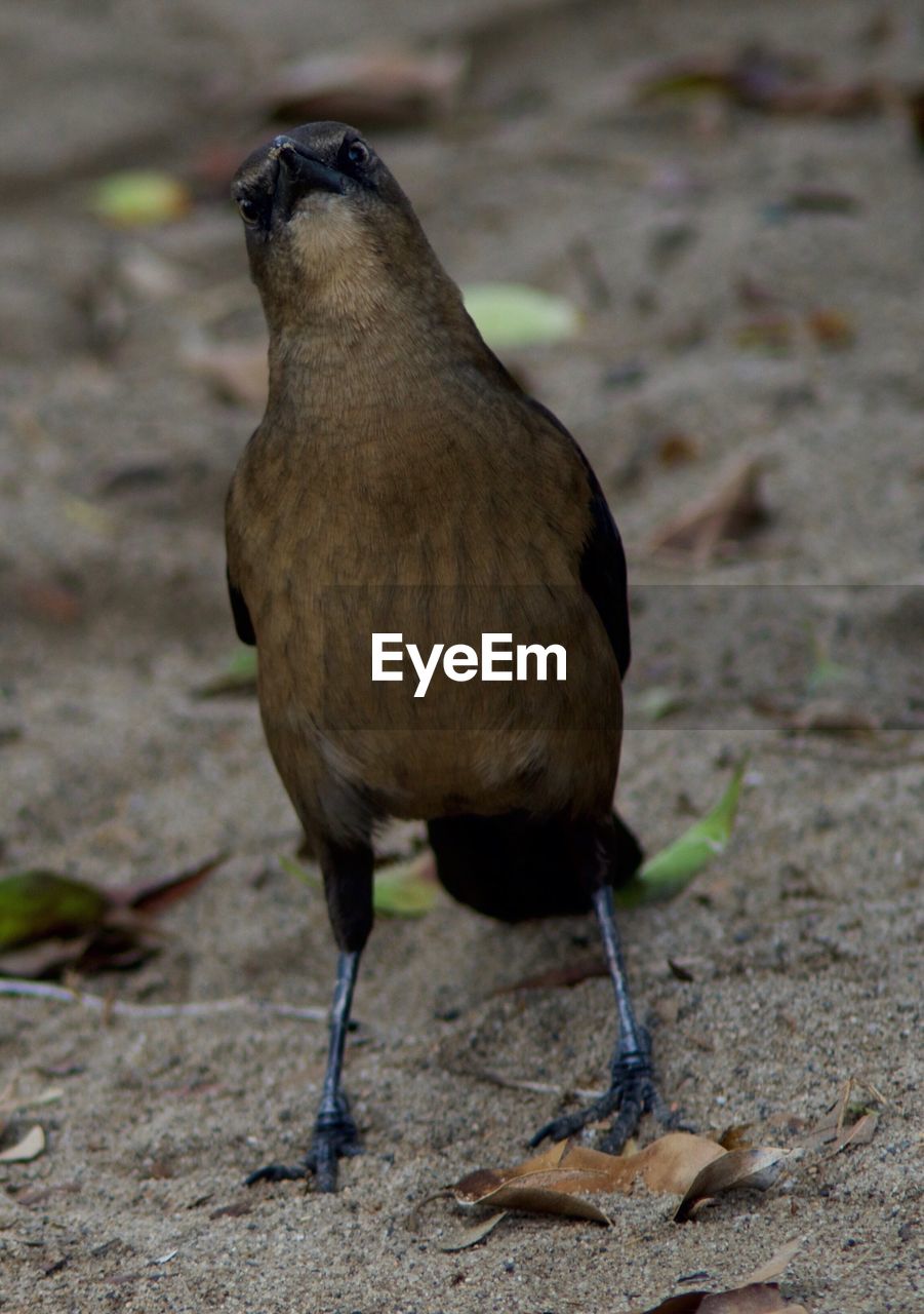 CLOSE-UP OF BIRD PERCHING ON SHORE