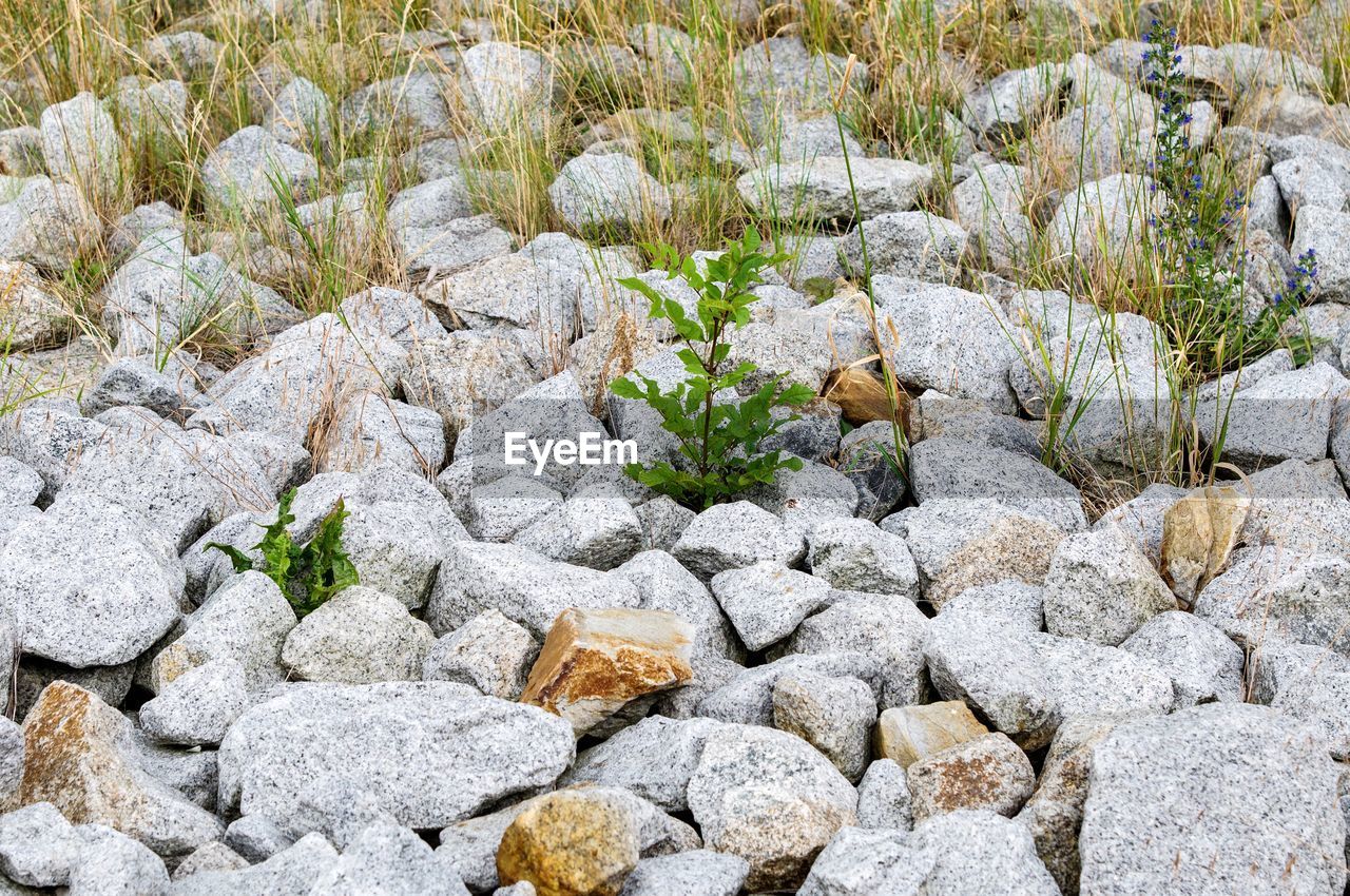 solid, rock, rock - object, no people, nature, day, plant, land, green color, stone - object, growth, textured, beauty in nature, stone, outdoors, grass, field, backgrounds, tranquility, full frame, pebble, ornamental garden