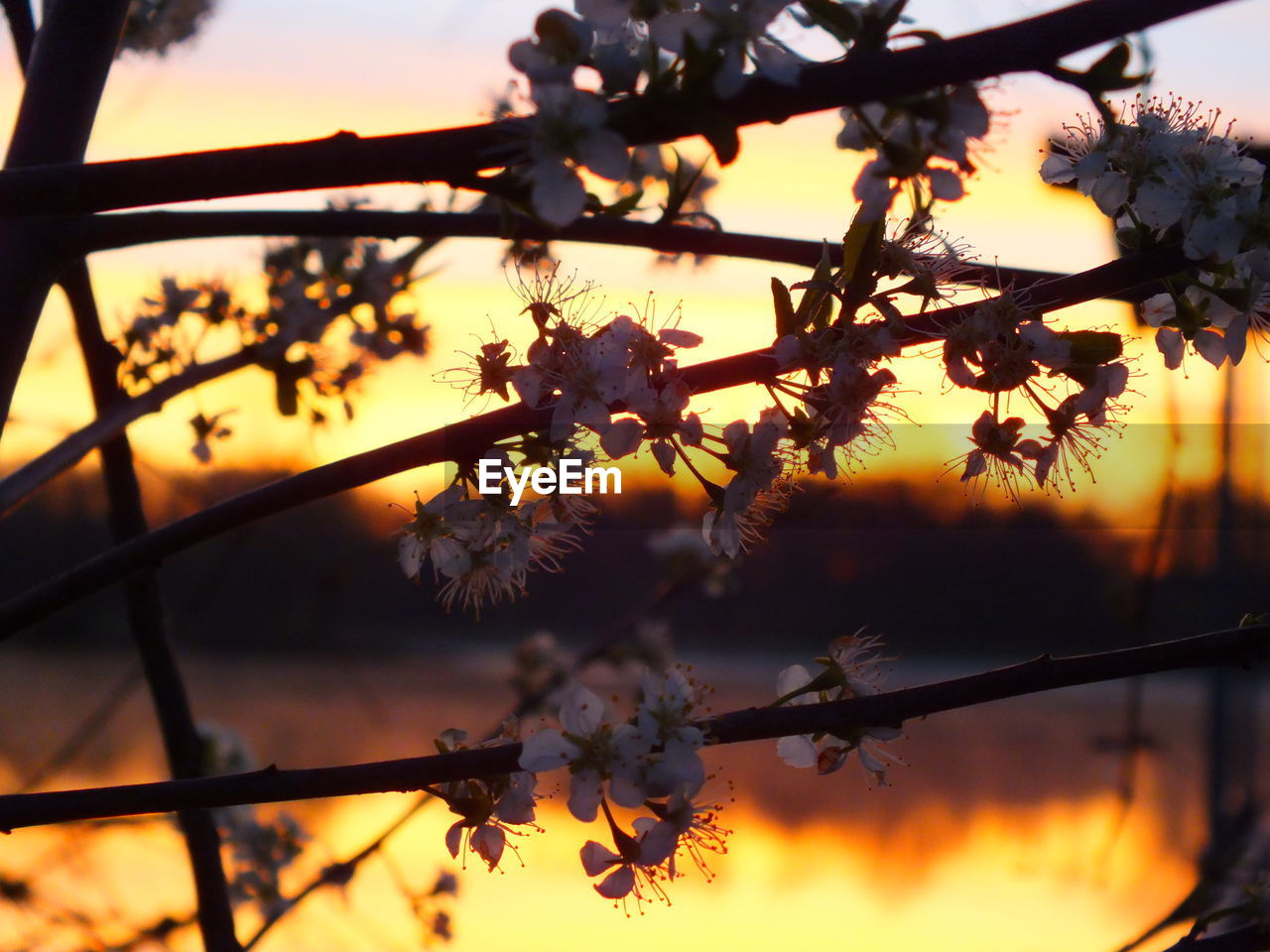 CLOSE-UP OF SILHOUETTE FLOWERS ON TREE