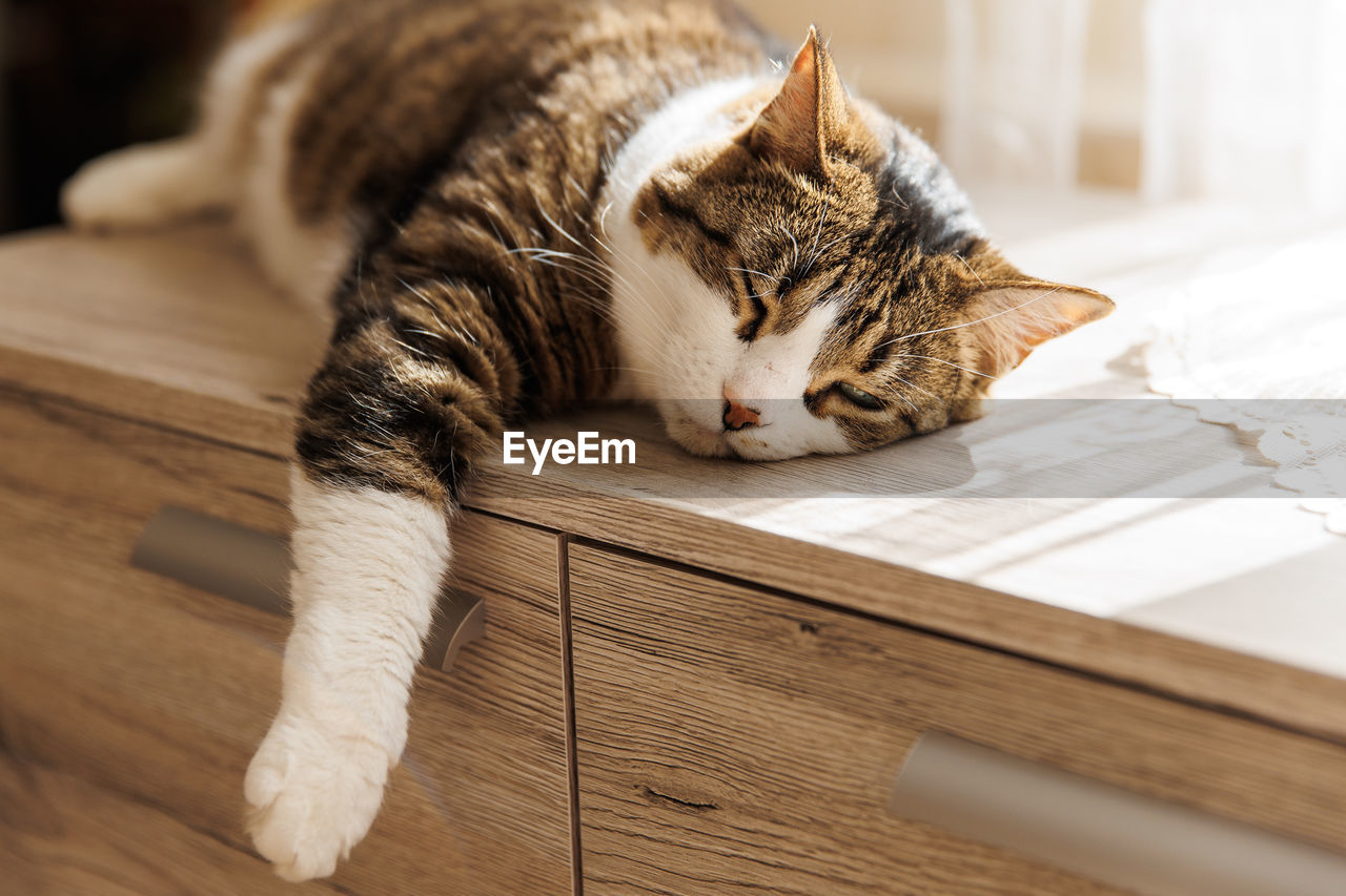 Ginger striped cat lying on window sill at home in the morning. pet relaxing enjoying coziness