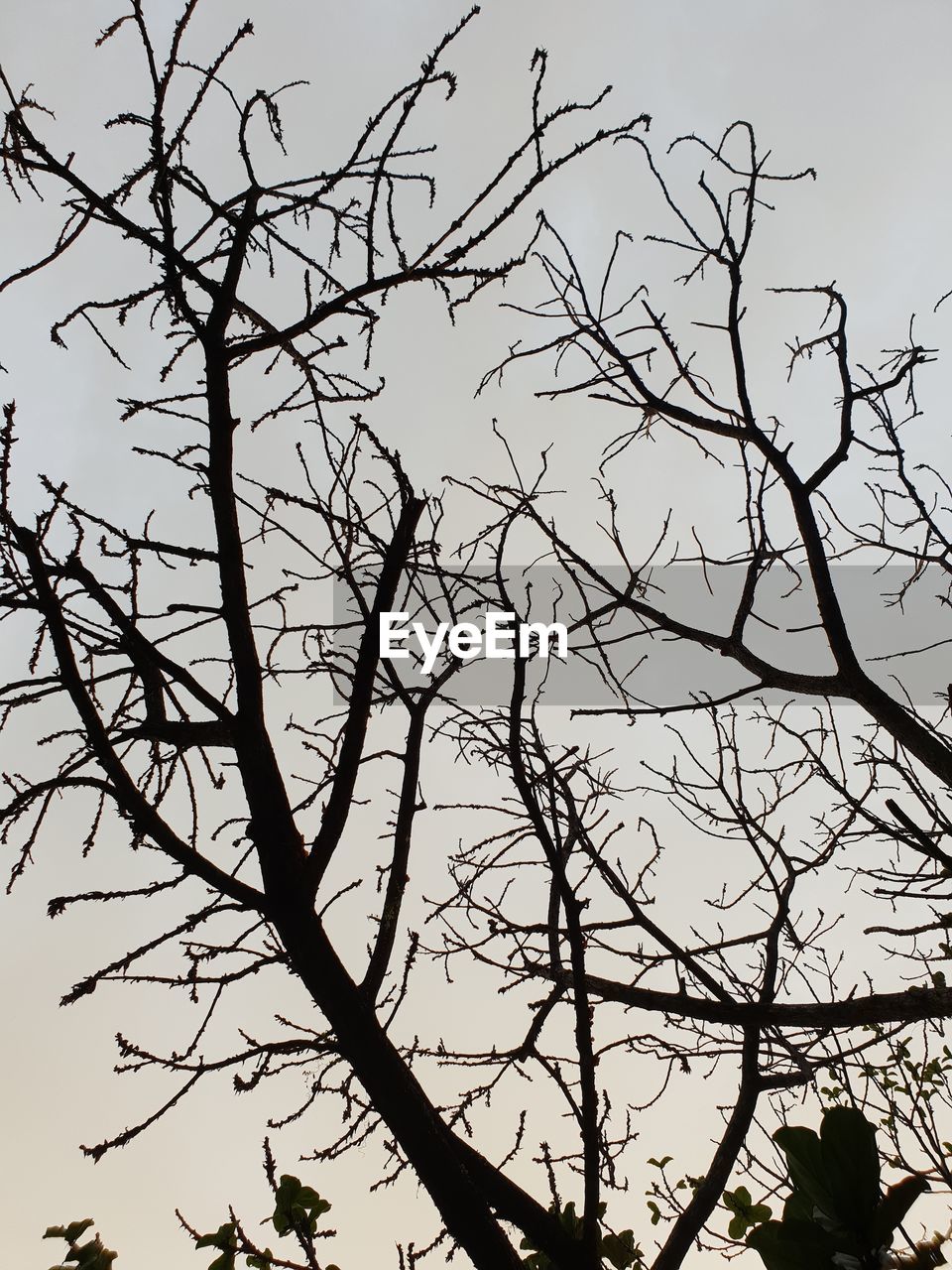 LOW ANGLE VIEW OF SILHOUETTE TREE AGAINST SKY