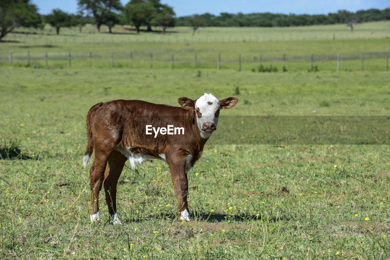 sheep grazing on field