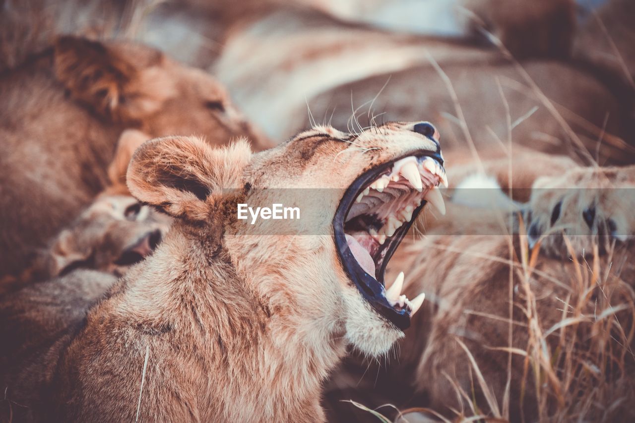 Close-up of lioness roaring on field