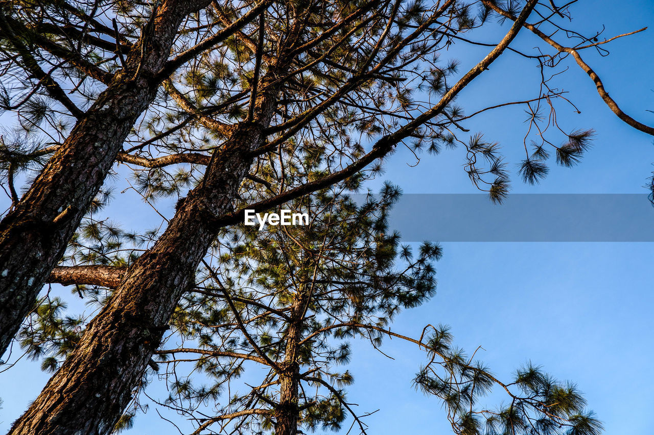 LOW ANGLE VIEW OF BARE TREE AGAINST CLEAR BLUE SKY