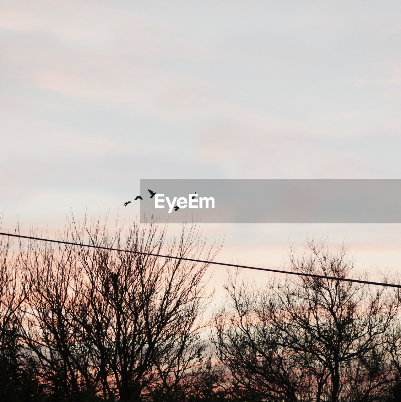 LOW ANGLE VIEW OF BIRDS PERCHING ON BARE TREE