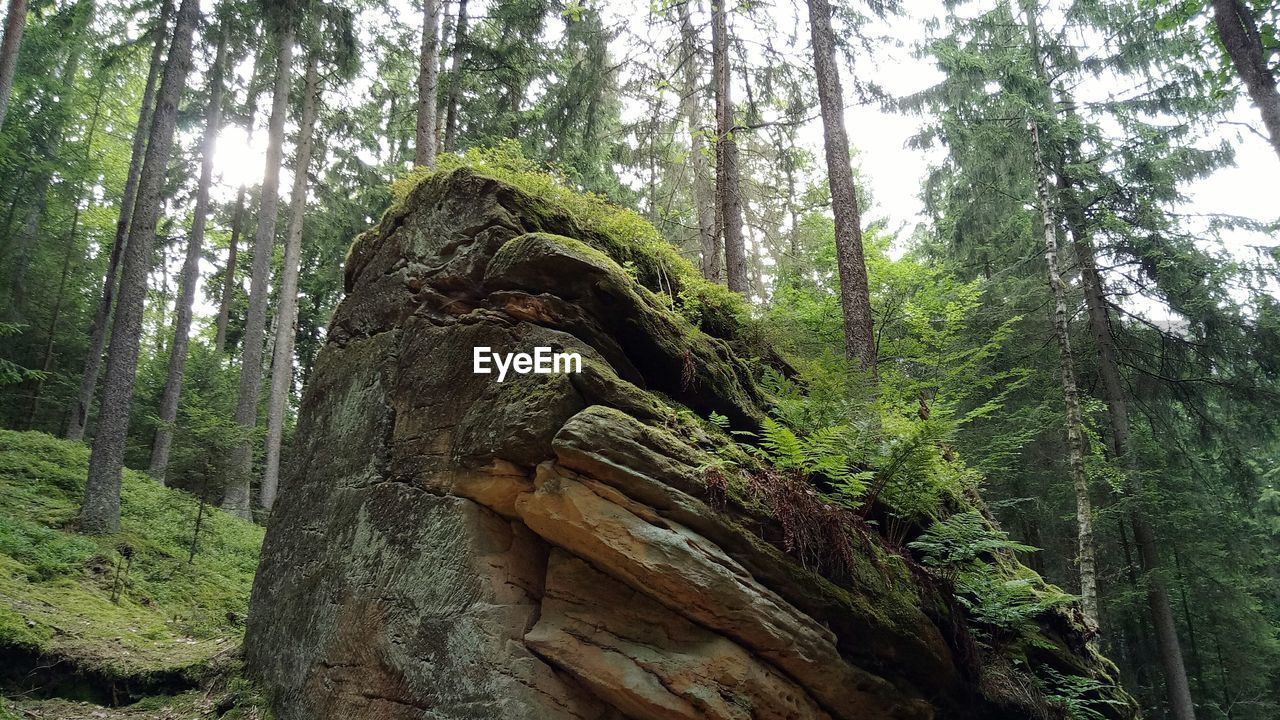 LOW ANGLE VIEW OF TREE TRUNKS IN FOREST