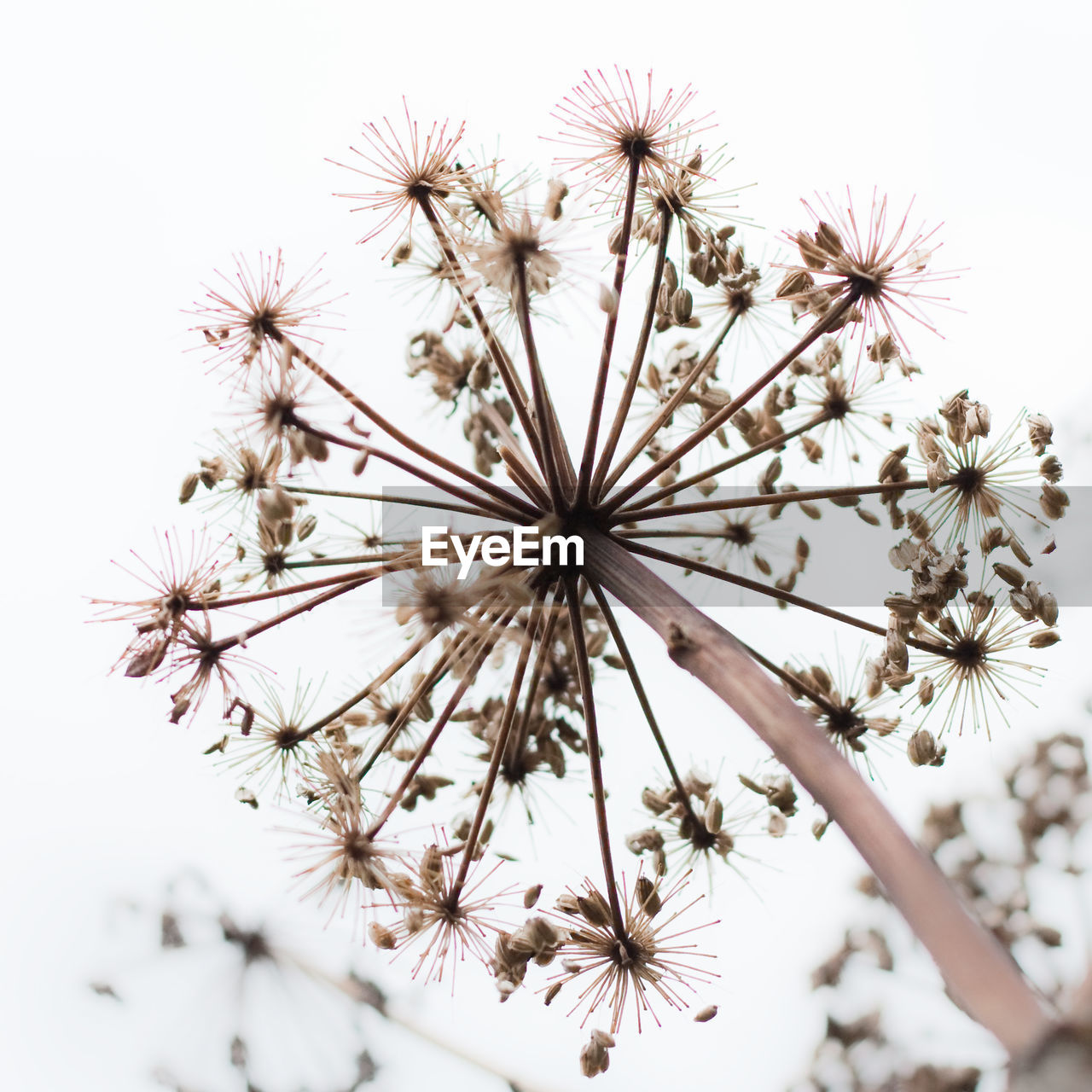 LOW ANGLE VIEW OF DANDELION AGAINST WHITE BACKGROUND