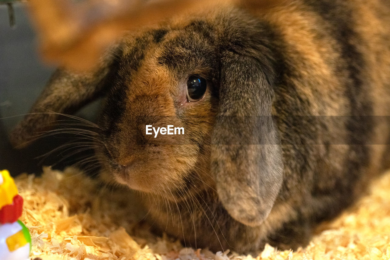 Close-up of an rabbit
