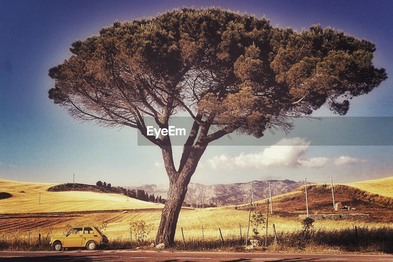 View of tree on landscape against sky