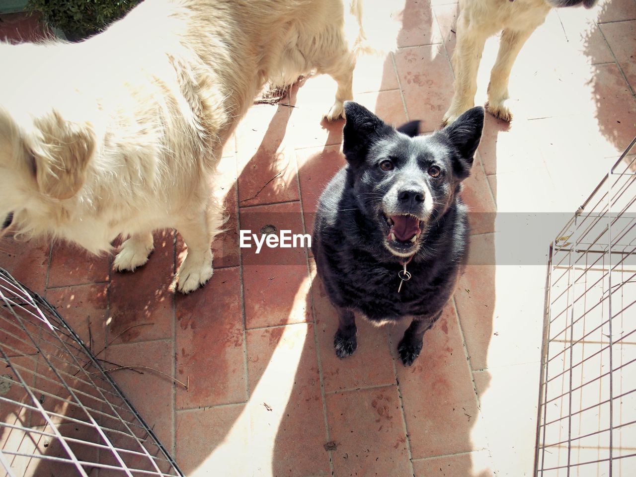 Portrait of dog sitting outdoors