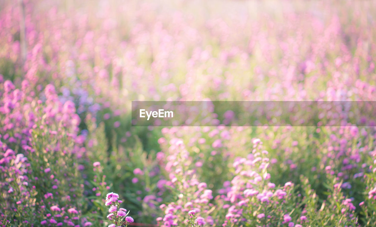 CLOSE-UP OF PINK FLOWERING PLANTS