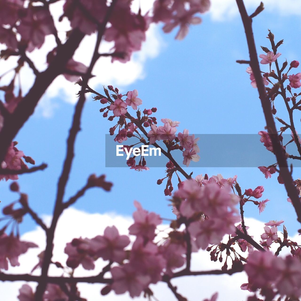 Low angle view of cherry blossom tree