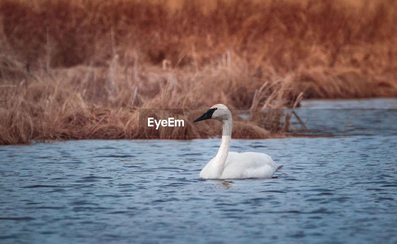 SWAN IN LAKE