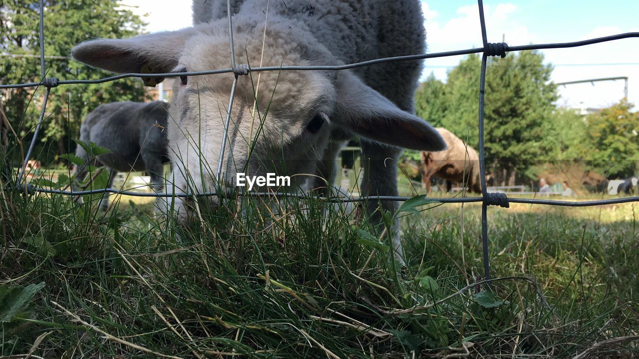 Sheep grazing on grass seen through fence