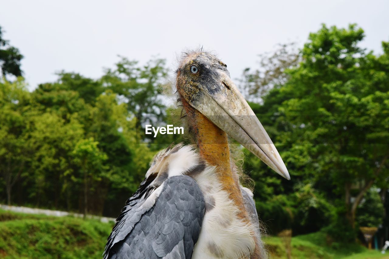 Close-up of a bird on rock