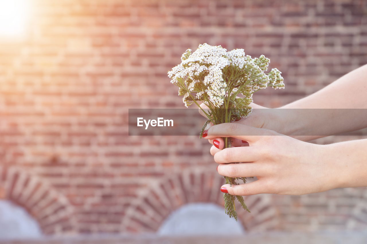 Close-up of hand holding flowers against blurred background