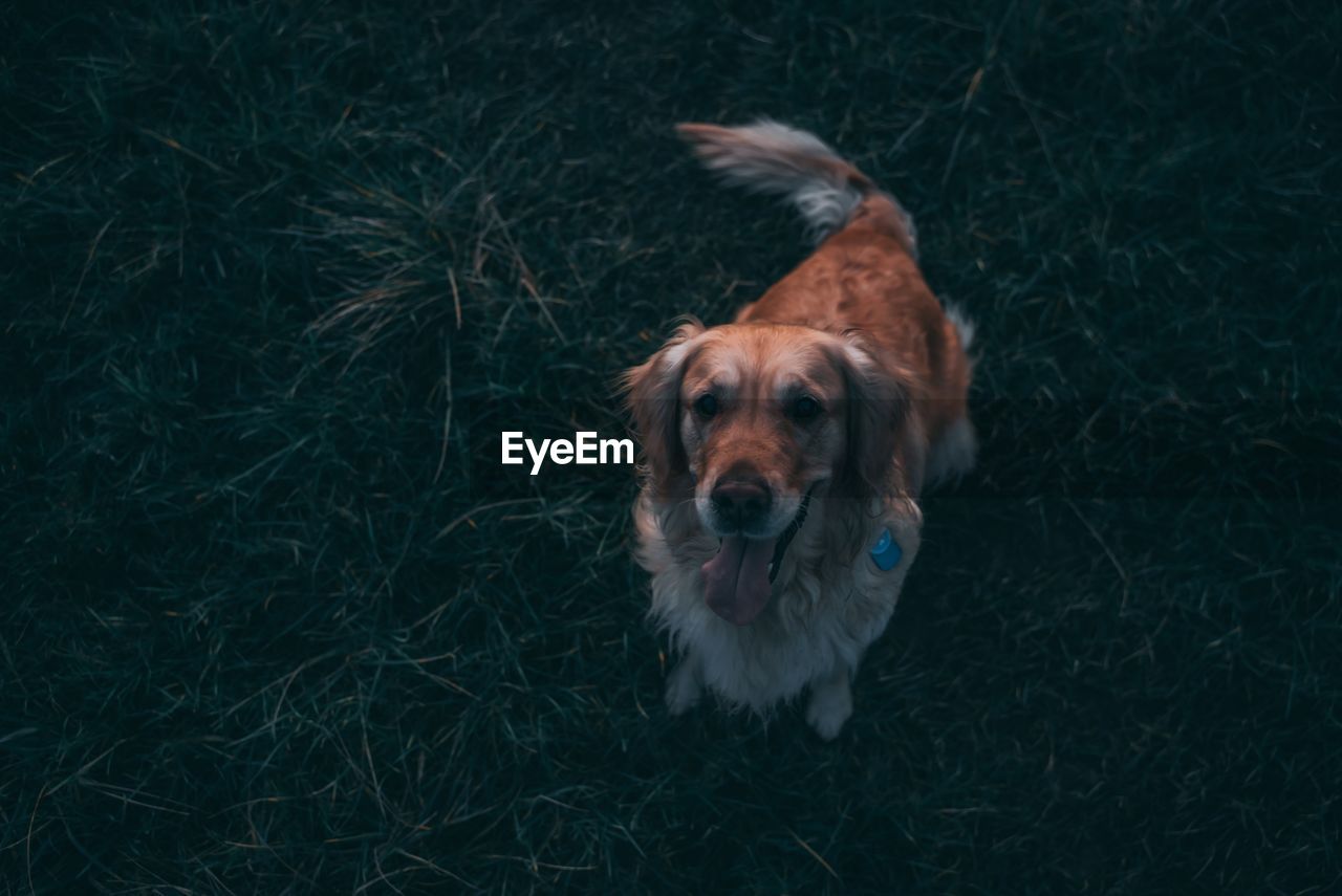 High angle view of dog on field